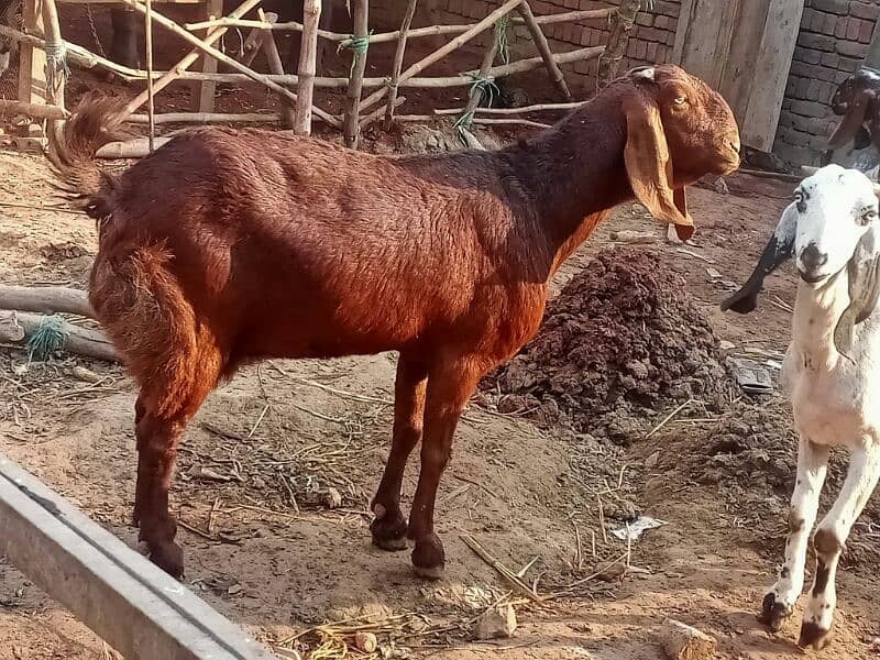 6 pure quality beetal milking  females / Big size milking goats 5