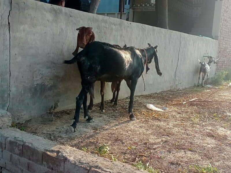 6 pure quality beetal milking  females / Big size milking goats 6