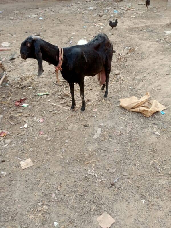 6 pure quality beetal milking  females / Big size milking goats 7