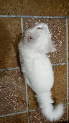 Very cute and active white Persian cat