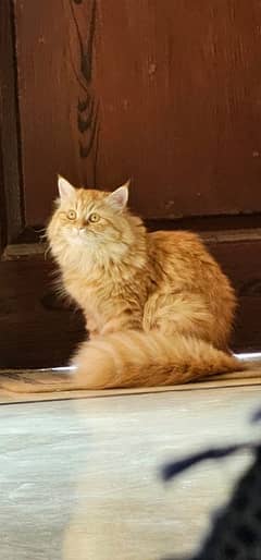 Persian cat