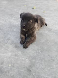 Afghani kouchi dog for sale age 1.5 months  contact number 03355794751