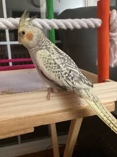 4 cockatiel for sale