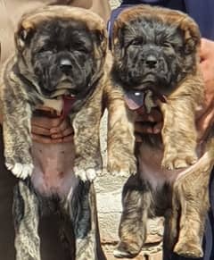 Turkish kangal dog's male female age 2 month havey bone for sale