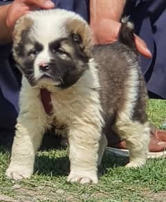 alabai dog' male age 2 month havey bone for sale