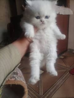 Persian male kitten for sale. Tripple coated semi puch face long feer.