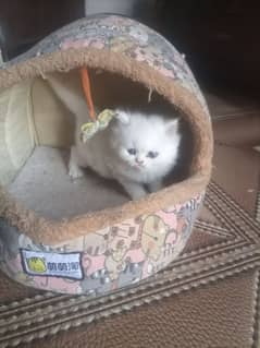 Persian male kitten for sale. Tripple coated semi puch face long feer.