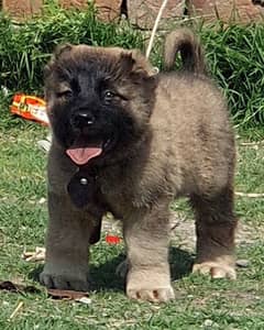 Turkish kangal dog' male age 2 month havey bone for sale