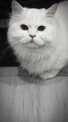 Persian cat for sale