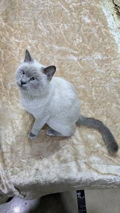 Grey And White Siamese