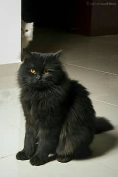 aoa pair h persian urgent sale krna h