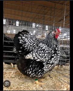 Silver laced Wyandott chicks available 0/3/4/5/2/1/1/4/0/0/7.