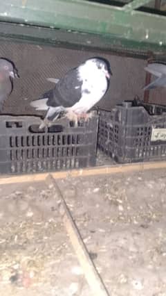 sharazi pigeons teetriya or rabits for sale 03436070736 Whatsapp num