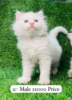 Persian Kittens For Sale