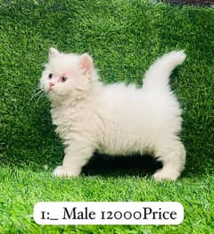 Persian Kittens For Sale