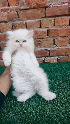 Persian cat for Sale