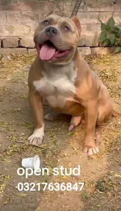 American bully male available for stud