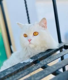 white Persian cat for sell