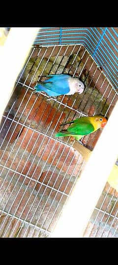 lovebird for sale