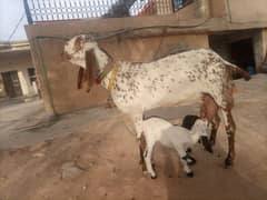 Beetal cross goat with two kids.