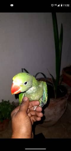 raw parrot for sale  age 2.5month