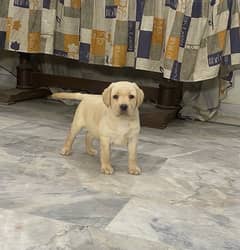 Labrador Pedigree Female puppy