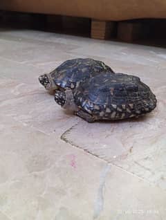 Florida Box Turtle ( pair ]