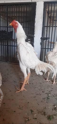 german white king o shamo chicks