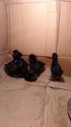 Ayam Cemani chicks 10 day old