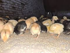 golden missri chicks