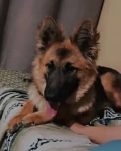 Alsatian dog age 7.5 month