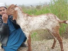 Qurbanii 2025 ka Bakray