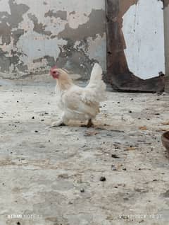 Milli Flower Female For Sale