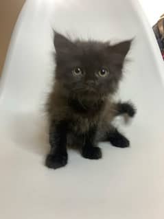 Pair of black persian kittens for sale