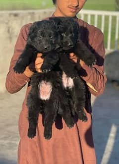 black german shepherd pappy full long cort