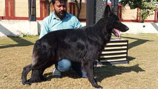 important blood lines show quality Gsd male 13 month for sale  confirm