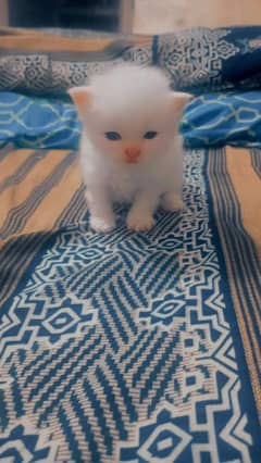 persian kitten punch face blue eyes