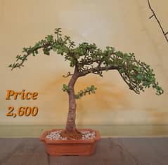 Bonsai Art for Sale