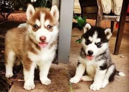 Siberian Husky Husky male female both available Blue Eyes