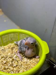 Blue Ringneck and Raw chicks