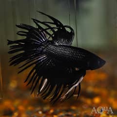 Crown tail Black Orchid Betta