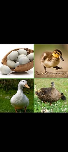 Fertile Russian Duck Eggs