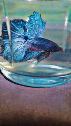 Betta male