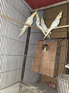 Pied, spotted cockatiel chicks