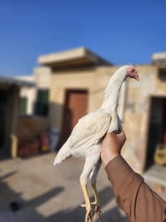 king o shamo /high quality/white shamo 2 female /pure aseel hen