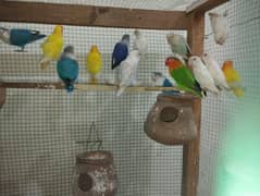 Full breader love birds pair available