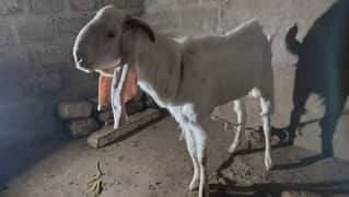 Gulabi bakra (heavy weight](Andu)