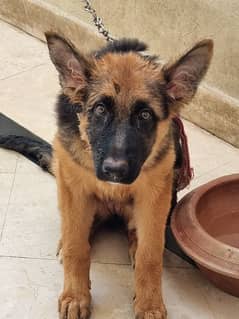 FEMALE GERMAN SHEPHERD