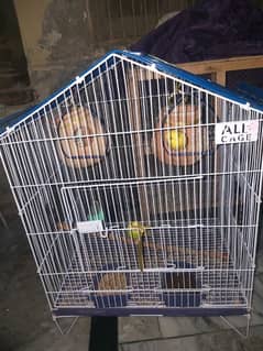 australion parrots 3 pair with cage