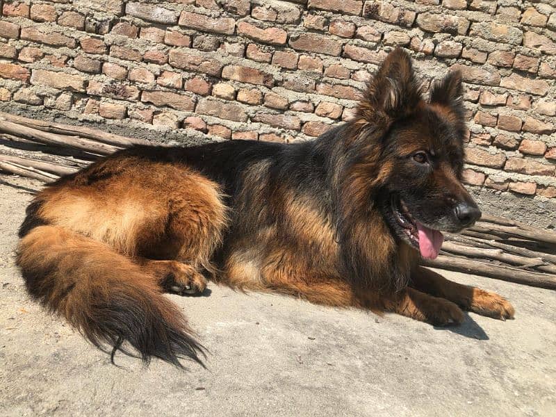show quality Male for sale 0